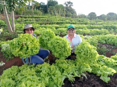 AGORA É LEI: Escolas e hospitais públicos terão refeições com alimentos orgânicos