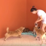 TV Assembleia aborda ações de combate à violência animal na Paraíba