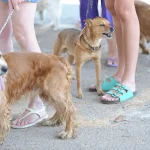 AGORA É LEI! Pessoas com condições especiais podem permanecer acompanhadas pelo seu animal de suporte emocional